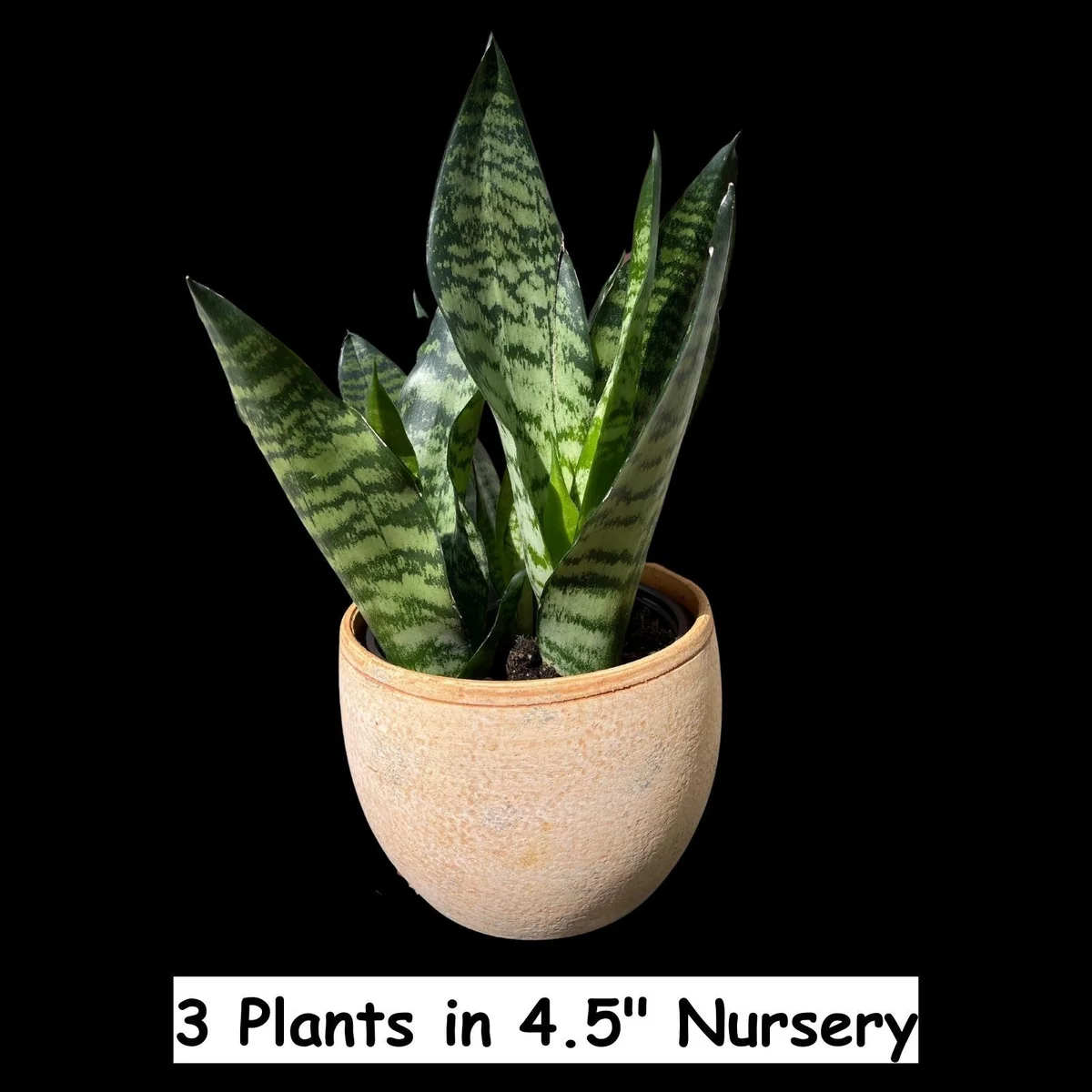 Snake Plant Live Plant - Sansevieria Laurentii & Zeylanica, Air Purifier - Image 3