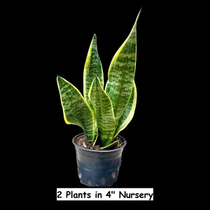 Snake Plant Live Plant - Sansevieria Laurentii & Zeylanica - Air Purifier - Image 4