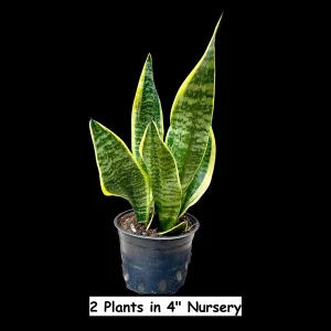 Snake Plant Live Plant - Sansevieria Laurentii & Zeylanica, Air Purifier - Image 5