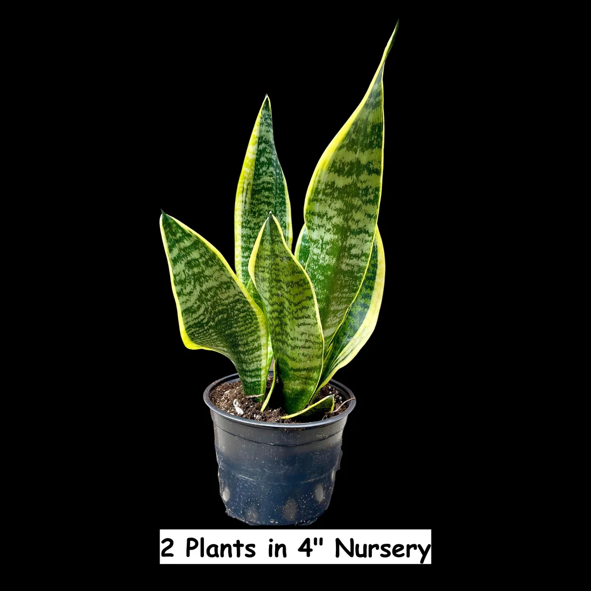 Snake Plant Live Plant - Sansevieria Laurentii & Zeylanica, Air Purifier - Image 5