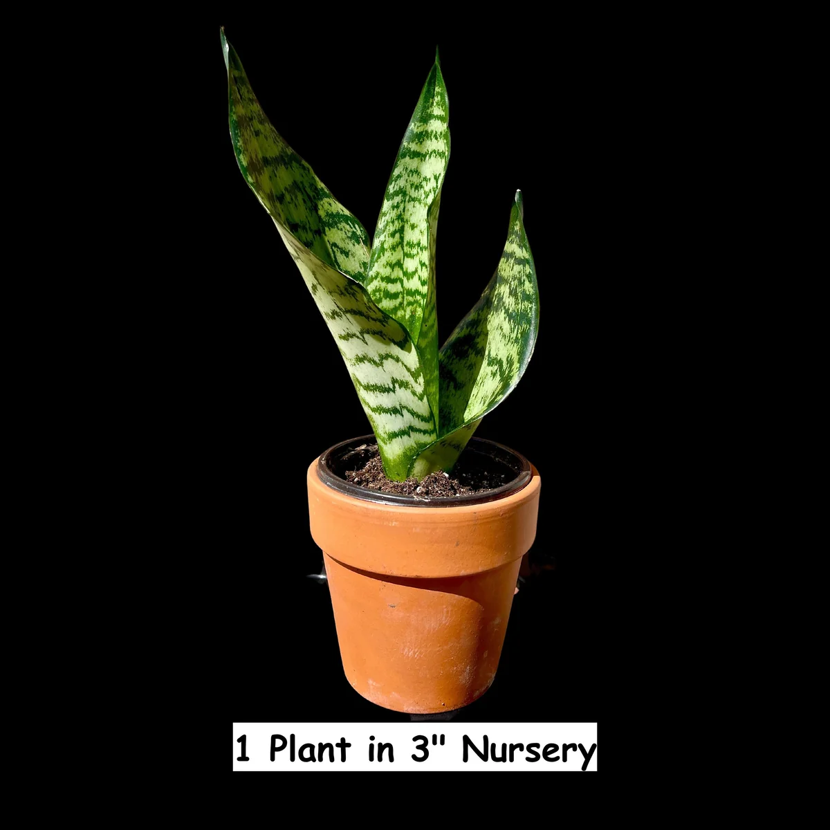 Snake Plant Live Plant - Sansevieria Laurentii & Zeylanica, Air Purifier - Image 7