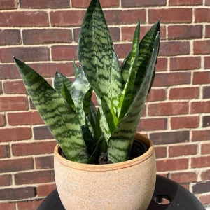 Snake Plant Live Plant - Sansevieria Laurentii & Zeylanica - Air Purifier - Image 8