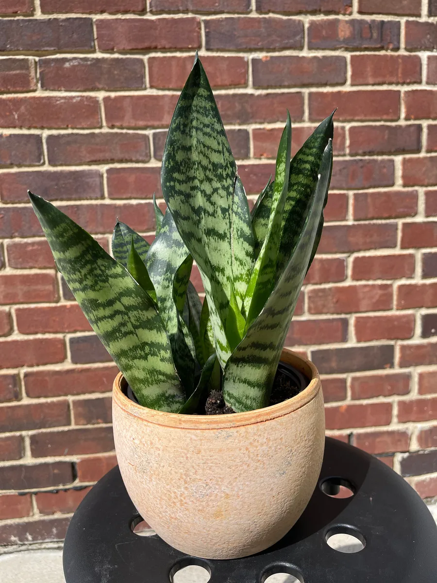 Snake Plant Live Plant - Sansevieria Laurentii & Zeylanica, Air Purifier - Image 8