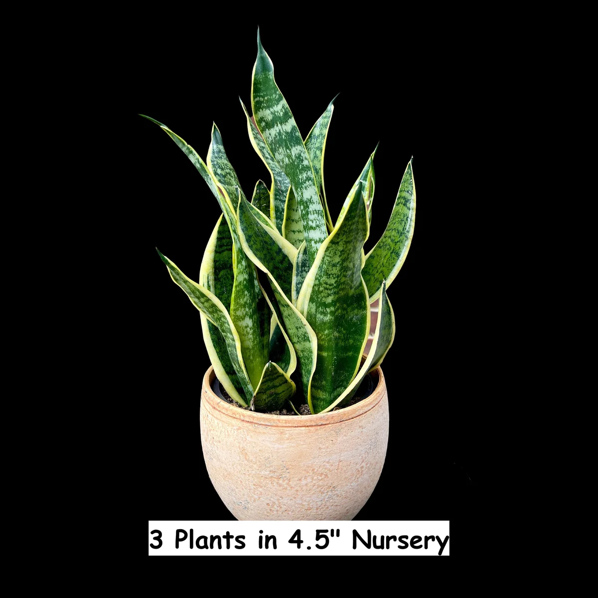 Snake Plant Live Plant - Sansevieria Laurentii & Zeylanica, Air Purifier - Image 1