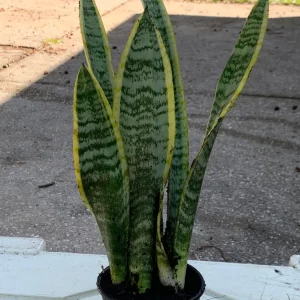 Snake Plant Sansevieria Laurentii Live Plant – 2-3 Feet Tall – Indoor/Outdoor - Image 1