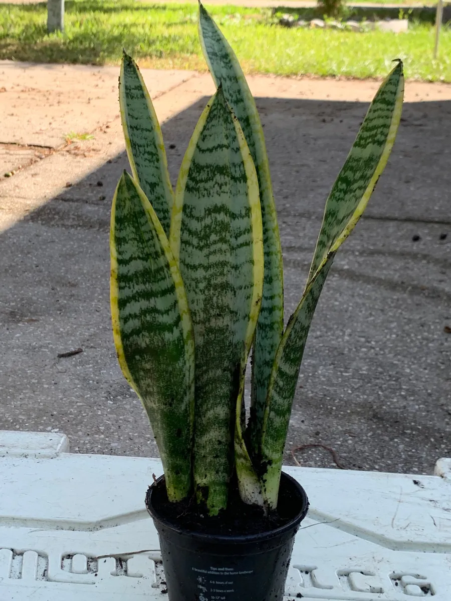Snake Plant Sansevieria Laurentii Live Plant – 2-3 Feet Tall – Indoor/Outdoor - Image 1