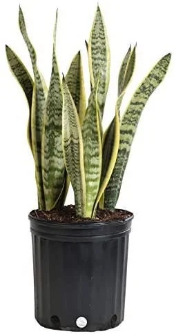 Snake Plant Sansevieria Laurentii Live Plant – 2-3 Feet Tall – Indoor/Outdoor - Image 2
