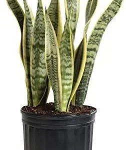 Snake Plant Sansevieria Laurentii Live Plant – 2-3 Feet Tall – Indoor/Outdoor - Image 2