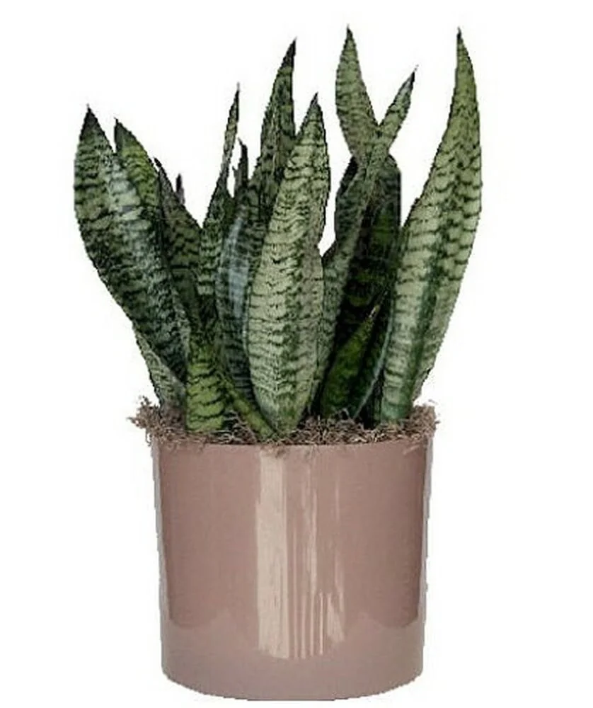 Snake Plant Sansevieria Laurentii Live Plant – 2-3 Feet Tall – Indoor/Outdoor - Image 3