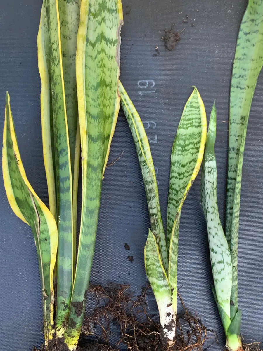 Snake Plant Sansevieria Laurentii Live Plant – 2-3 Feet Tall – Indoor/Outdoor - Image 4