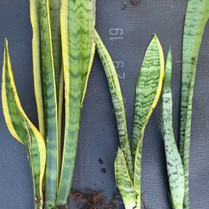 Snake Plant Sansevieria Laurentii Live Plant – 2-3 Feet Tall – Indoor/Outdoor - Image 4