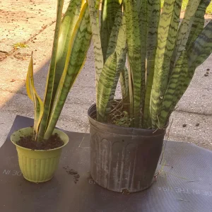 Snake Plant Sansevieria Laurentii Live Plant – 2-3 Feet Tall – Indoor/Outdoor - Image 5