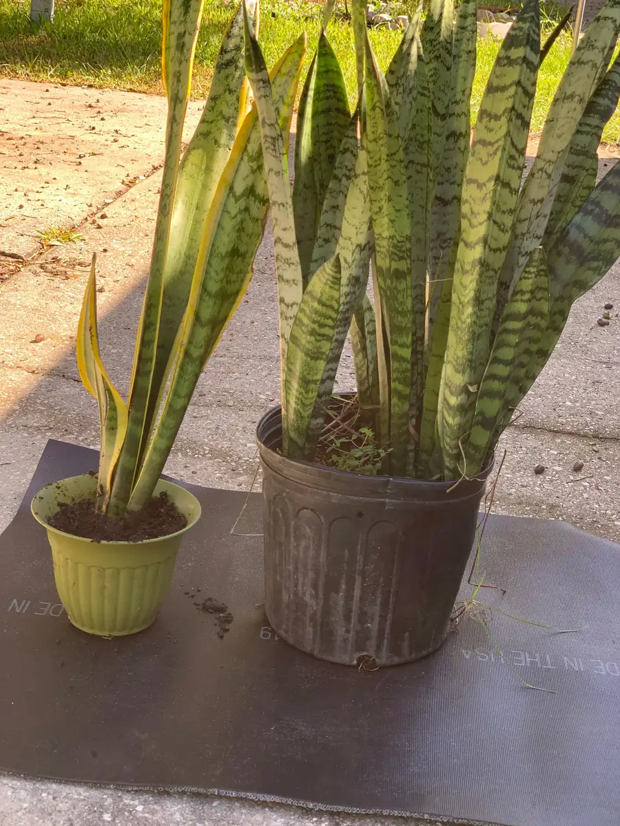 Snake Plant Sansevieria Laurentii Live Plant – 2-3 Feet Tall – Indoor/Outdoor - Image 5
