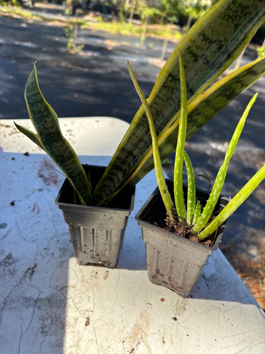 Snake Plant Sansevieria Laurentii Live Plant – 2-3 Feet Tall – Indoor/Outdoor - Image 6