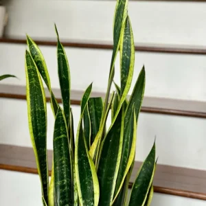 Snake Plant Unrooted Cuttings Sansevieria Zeylanica - Mother-in-Law's Tongue Indoor Plant - Image 2