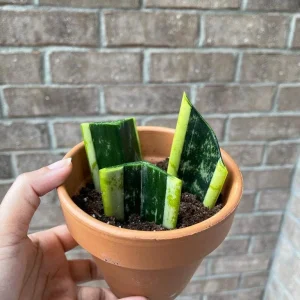 Snake Plant Unrooted Cuttings Sansevieria Zeylanica - Mother-in-Law's Tongue Indoor Plant - Image 3