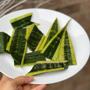 Snake Plant Unrooted Cuttings Sansevieria Zeylanica - Mother-in-Law's Tongue Indoor Plant - Image 4