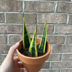 Snake Plant Unrooted Cuttings Sansevieria Zeylanica - Mother-in-Law's Tongue Indoor Plant - Image 5