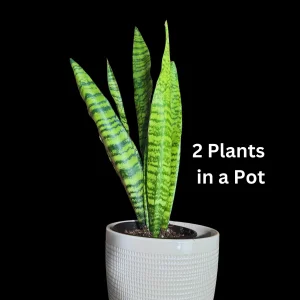 Snake Plant Zeylanica Live Plant - Mother-in-Law's Tongue Indoor Air Purifier - Image 2