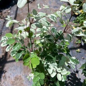 Snow Bush White Live Plant – 1 ft Tall – 1 Gallon Pot – Outdoor Shrub - Image 2