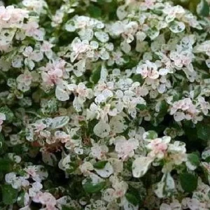 Snow Capped Artillery Fern Live Plant - Pilea microphylla Variegated - 2.5" Pot - Rare Indoor Houseplant - Image 2