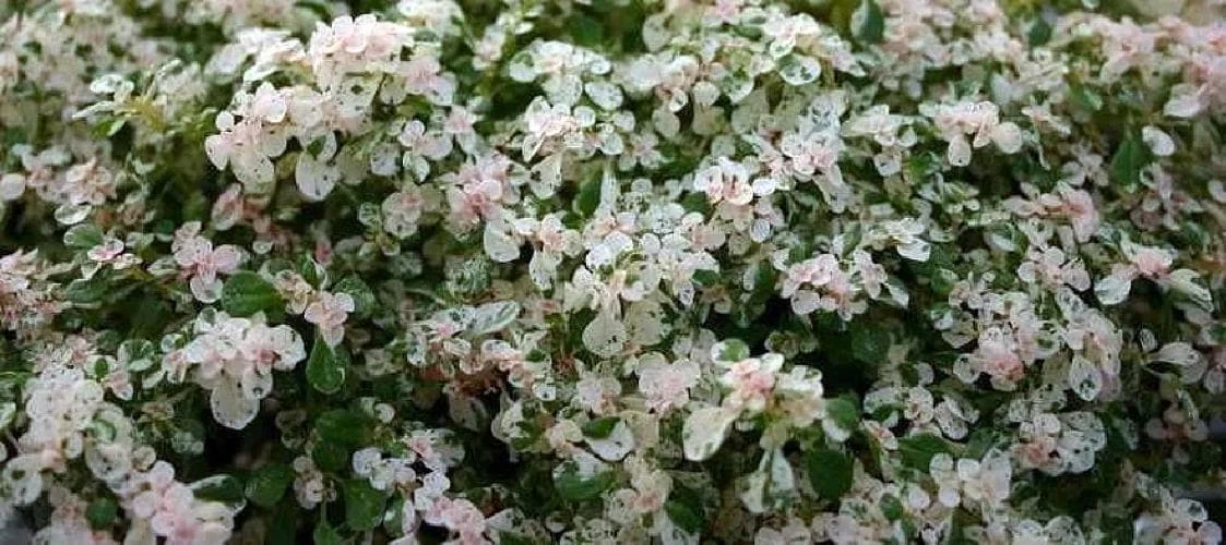 Snow Capped Artillery Fern Live Plant - Pilea microphylla Variegated - 2.5" Pot - Rare Indoor Houseplant - Image 2