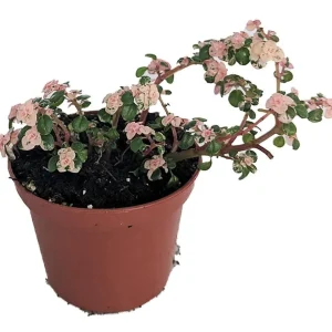 Snow Capped Artillery Fern Live Plant - Pilea microphylla Variegated - 2.5" Pot - Rare Indoor Houseplant - Image 1