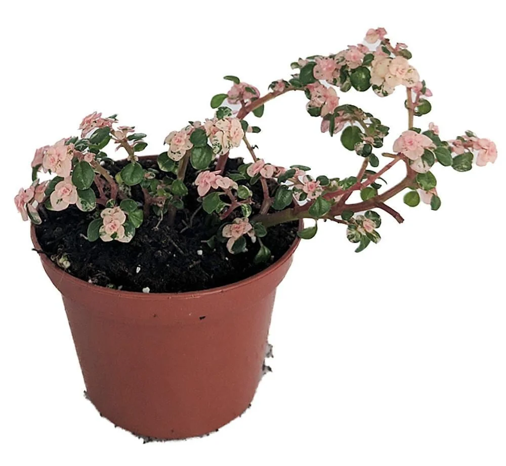 Snow Capped Artillery Fern Live Plant - Pilea microphylla Variegated - 2.5" Pot - Rare Indoor Houseplant - Image 1