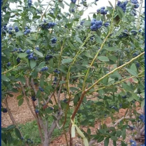 Snow Chaser Blueberry Live Plant - Southern Highbush - Starter Plug - Image 8