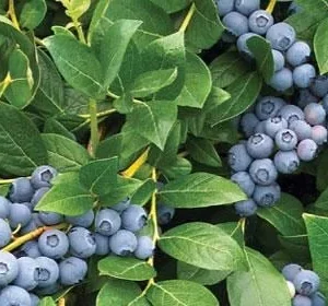 Snow Chaser Blueberry Plant - 3 Starter Plugs - Vaccinium corymbosum - Image 7