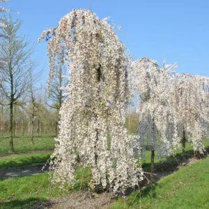 Snow Fountains Weeping Cherry Tree Live Plant – 2-3 Feet Tall Grafted in 3 Gallon Pot – Outdoor - Image 1