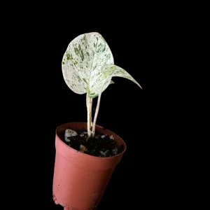 Snow Queen Pothos Live Plant - 1.5" Pot - Epipremnum aureum 'Snow Queen' - Variegated Indoor Houseplant - Image 2