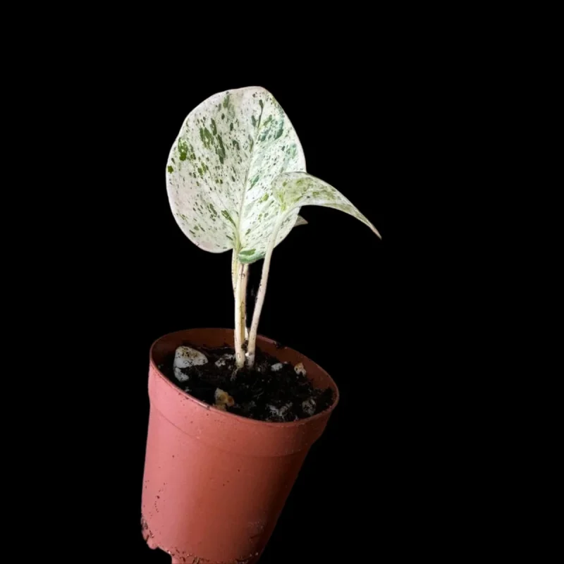 anti snake plants Snake Plant Zeylanica - Medium (16-17" tall) Grow Pot