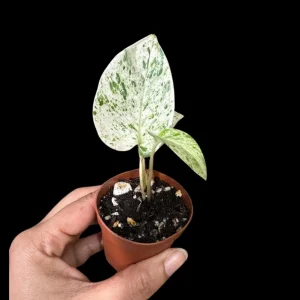 Snow Queen Pothos Live Plant - 1.5