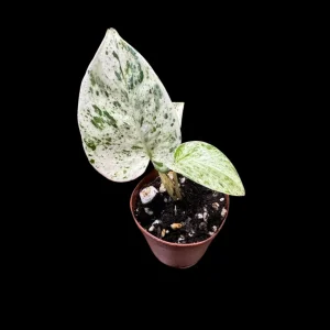 Snow Queen Pothos Live Plant - 1.5" Pot - Epipremnum aureum 'Snow Queen' - Variegated Indoor Houseplant - Image 1