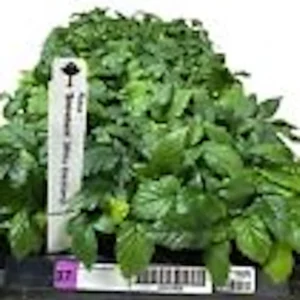 Snowbank Blackberry Live Plant - White Fruit Rubus Starter - Zones 5-9 - Image 3