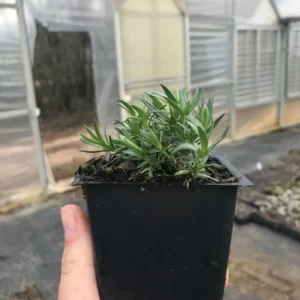 Snowflake Creeping Phlox Live Plant - 3.5in Pot, Deer Resistant Groundcover, Attracts Pollinators - Image 2