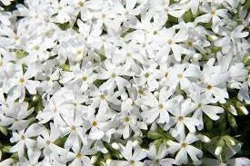 Snowflake Creeping Phlox Live Plant - 3.5in Pot, Deer Resistant Groundcover, Attracts Pollinators - Image 1