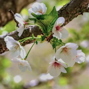 Snowgoose Flowering Cherry Tree - Live Plant, White Blooms, 6-14 in Tall, 2.5 in Pot, Outdoor - Image 2