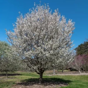 Snowgoose Flowering Cherry Tree - Live Plant, White Blooms, 6-14 in Tall, 2.5 in Pot, Outdoor - Image 5