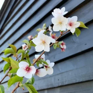 Snowgoose Flowering Cherry Tree - Live Plant, White Blooms, 6-14 in Tall, 2.5 in Pot, Outdoor - Image 1