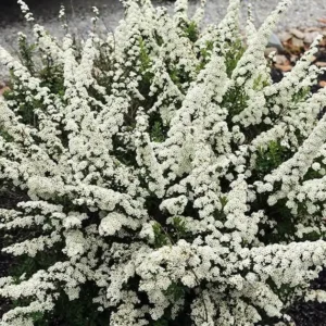 Snowmound Spirea Live Plant - 1qt Pot, 6-12
