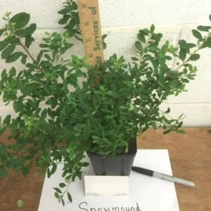 Snowmound Spirea Live Plant - 1qt Pot, 6-12