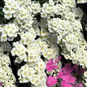Snowmound Spirea Live Shrub – 1 Quart Pot, 6-12" Tall – White Spring Blooms Outdoor - Image 2