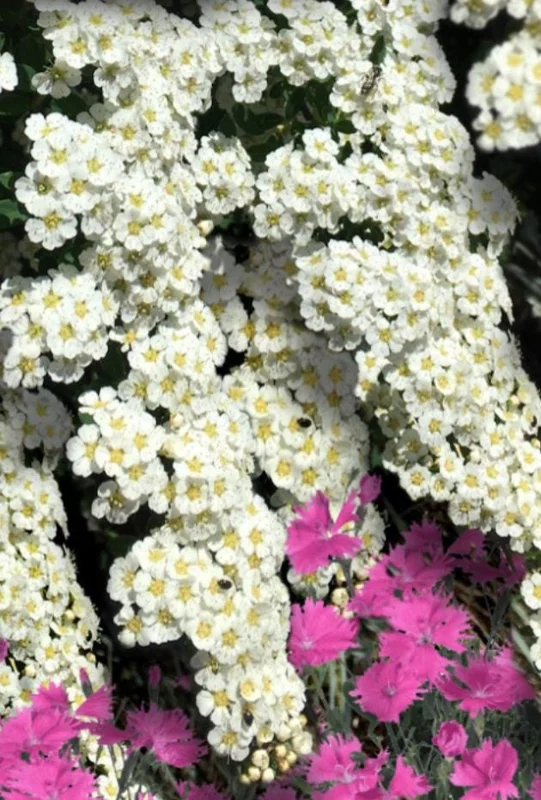 Snowmound Spirea Live Shrub – 1 Quart Pot, 6-12" Tall – White Spring Blooms Outdoor - Image 2