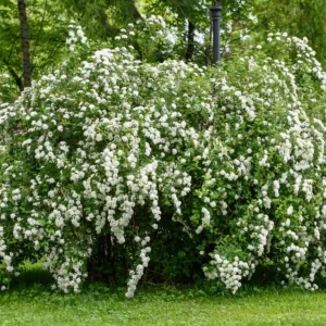 Snowmound Spirea Live Shrub – 1 Quart Pot, 6-12