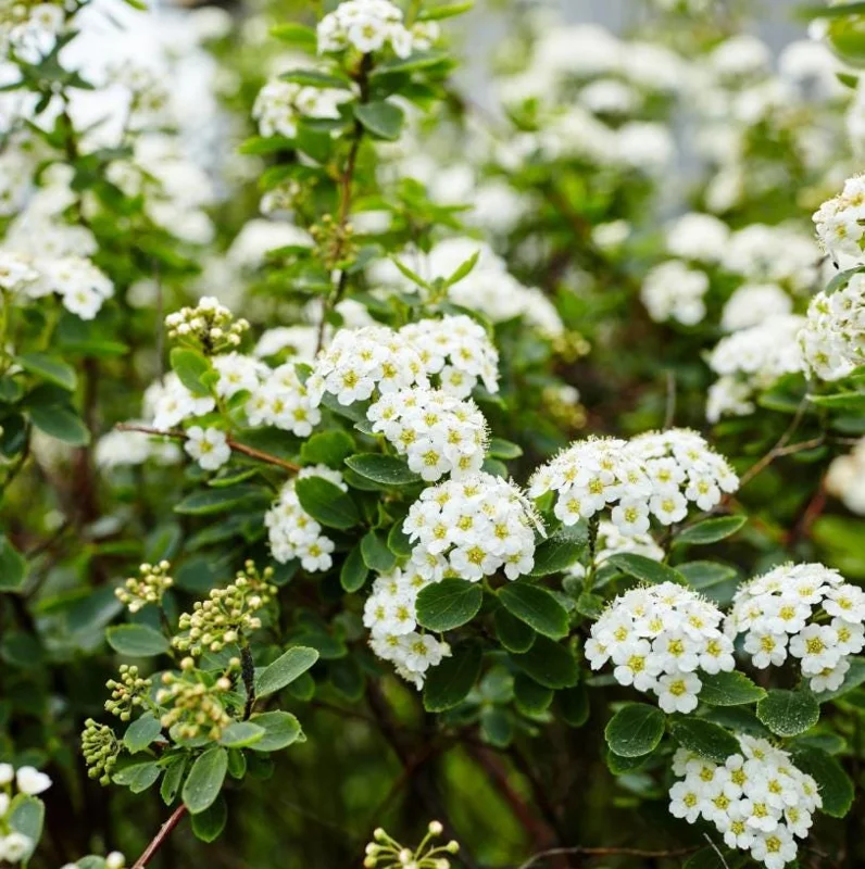 Snowmound Spirea Live Shrub – 1 Quart Pot, 6-12" Tall – White Spring Blooms Outdoor - Image 1