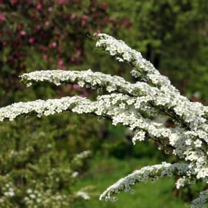 Snowmound Spirea Live Shrub – 1 Quart Pot, 6-12