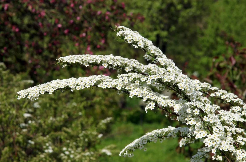 Snowmound Spirea Live Shrub – 1 Quart Pot, 6-12" Tall – White Spring Blooms Outdoor - Image 4