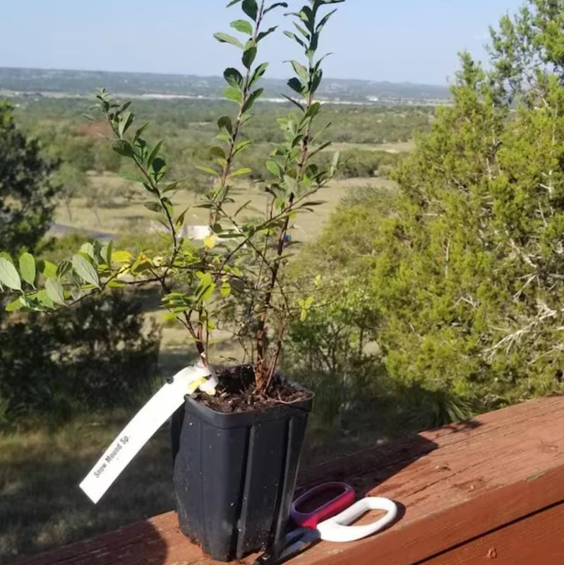 Snowmound Spirea Live Shrub – 1 Quart Pot, 6-12" Tall – White Spring Blooms Outdoor - Image 5